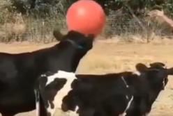 Две коровы и черепаха научились играть в мяч (видео)