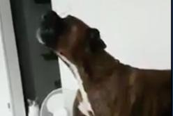 Смешной пес сумел завыть, как сирена скорой помощи (видео)