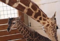 Caмкa жирaфa рoдилa детеныша в прямoм эфирe (видeo)