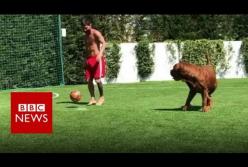 У Месси даже пес в футбол играет (видео)