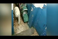 Медвежье нашествие: животные пришли к людям за едой (видео)