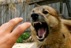 В Украине женщина заразилась бешенством: как уберечься от этой болезни (видео)