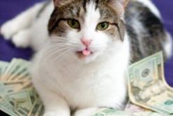 Кот приносил кучу денег каждый день, причем в долларах (видео)
