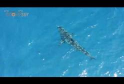 У побережья Мексики стая тунца преследует огромную белую акулу (видео)