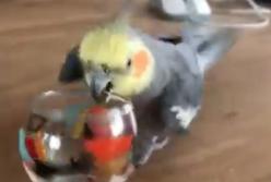 Скандальный попугай вступил в борьбу со стаканом (видео)