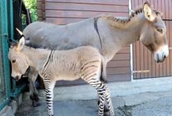 Ученые создали странных животных: осел или зебра? (видео)