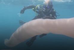 Океанский единорог: аквалангисты обнаружили огромное белое существо (видео)