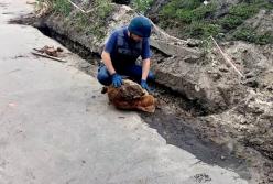 В Кременчуге нашли 100-килограммовую авиабомбу (видео)