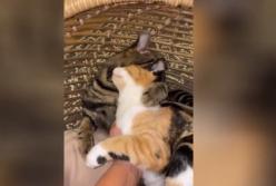 Влюбленный кот отказался отпускать кошку (видео)