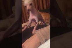 Когда девушка хочет внимания (видео)