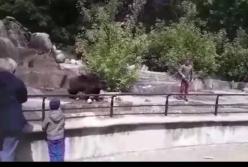 В Польше пьяный мужчина забрался в вольер с медведями и чудом остался жив (видео)