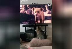 Реакция храброго кота на фильм «Король лев» покорила Сеть (видео)