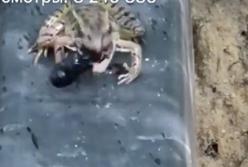 "Фу! Какая гадость!" Лягушке не понравился на вкус жук и она его отшвырнула лапой (видео) 