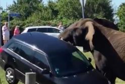 Разъяренный слон поднял хоботом автомобиль (видео)