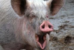 "Отпусти!" Разъяренная свинья схватила мужчину за зад, когда тот хотел словить поросенка (видео)