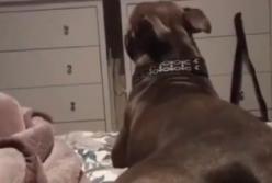 Реакция собаки на сцену из мультфильма «Король Лев» растрогала соцсети (видео)