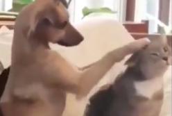 Щенок гладит кота, как человек: решил, что у него вместо лап - руки (видео)