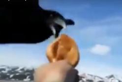 Дальнобойщик угостил ворону пирожком (видео)