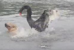 Лебедь напал на собаку и едва не утопил ее (видео) 