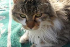 Пользователи сети хохочут над лошадью, которая "зацеловала" кота (видео)