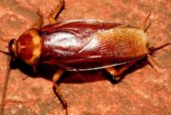 В киевской столовой обнаружили таракана (видео)