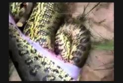 В это трудно поверить: кого нашли в желудке гигантской анаконды (видео)