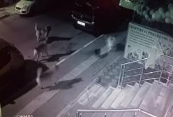 Смелая кошка повергла в бегство стаю собак (видео)