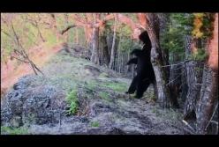Гималайский медведь против видеокамеры (видео)