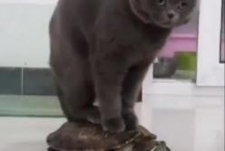 Кот, который оседлал черепаху (видео)