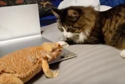 Щедрый кот кормит ящерицу саранчой (видео)