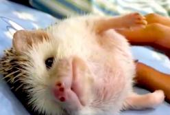 Реакция ежика, когда ему чешут пузик: самый милый еженок! (видео)