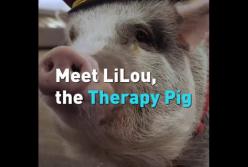Свинья стала полноценной работницей аэропорта в Сан-Франциско (видео)