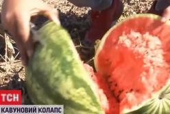 Фермеры в Херсонской области уничтожают арбузы (видео)