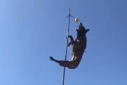 Вот это настоящие собаки, а не ваши чихуахуа! (видео)