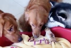 Реакция трех огромных собак на новорожденного котенка (видео)