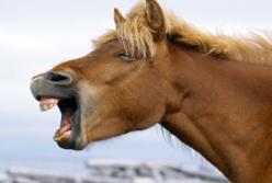 Конь внезапно вскочил в кафе и бегал между рядами (видео)