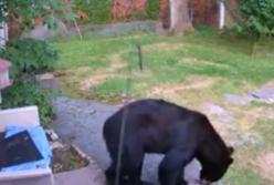 Сеть рассмешили кадры: смелая собака прогнала со двора огромного медведя (видео) 