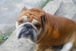 Пес-убийца без намордника и поводка загрыз бульдога и ранил людей (видео)