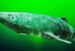 Ученые обнаружили самую старую живущую акулу возрастом в 512 лет (видео)