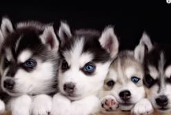 Самые популярные в мире породы собак (видео)