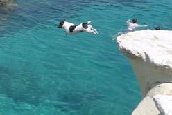 Смелая собака ныряет с высокой скалы вслед за своим хозяином (видео)