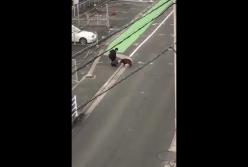 Дикий кабан попытался отобрать у прохожего сумку (видео)