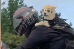 Собака-байкер всегда ездит на мотоцикле со своим хозяином (видео)
