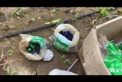 На Херсонщине в поле с кукурузой нашли коноплю (видео)