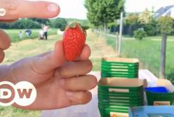 Как немцы собирают клубнику в полях (видео)