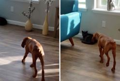 Собака «охотится» за котом (видео)