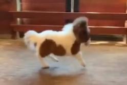 Самый счастливый маленький пони (видео)