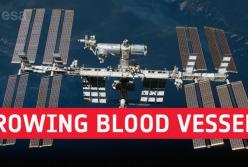 На МКС вырастили кровеносные сосуды (видео)