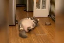 Попытка толстого кота дотянуться до миски с едой насмешила Сеть (видео)