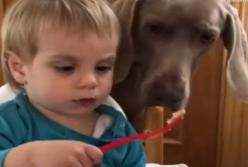 Бессовестный пес ворует еду у малыша (видео) 